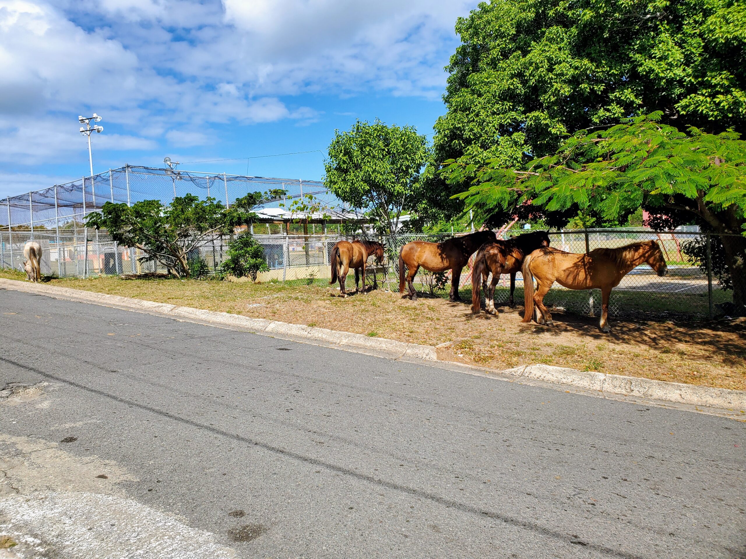 Four wild horses pause in the shade by the side of the street.